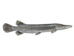 alligator gar
