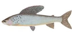 atlantic cod